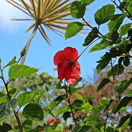 Morada Dos Hibiscos Hotel Praia do Rosa Kültér fotó