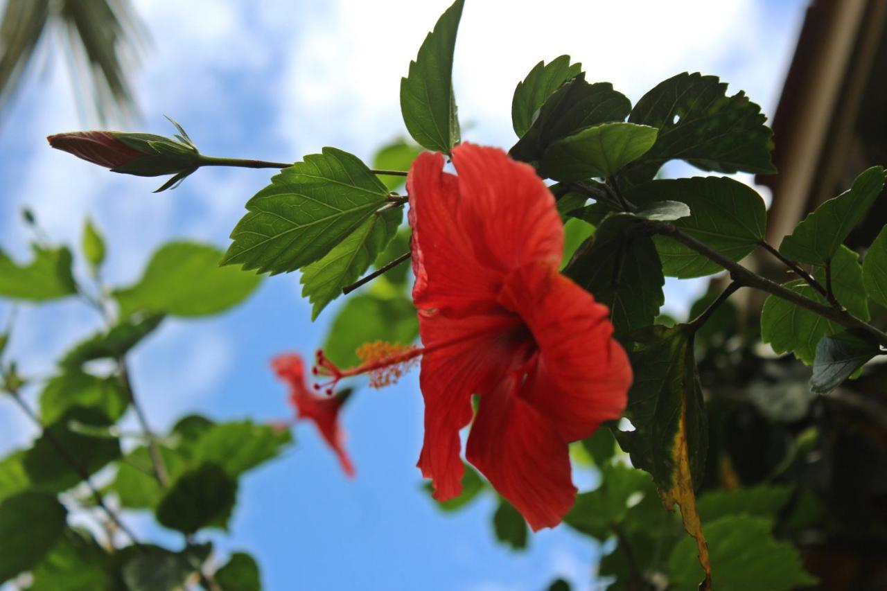 Morada Dos Hibiscos Hotel Praia do Rosa Kültér fotó