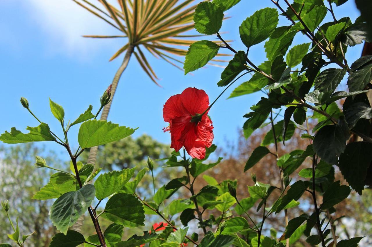 Morada Dos Hibiscos Hotel Praia do Rosa Kültér fotó